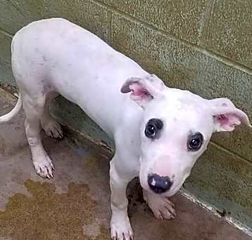 Photo of Groucho $350