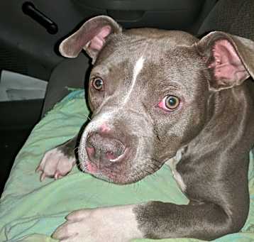 Photo of Xena