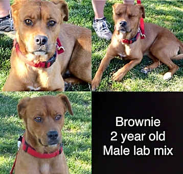 Photo of Brownie