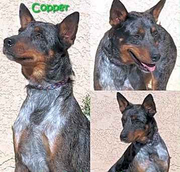 Photo of Copper