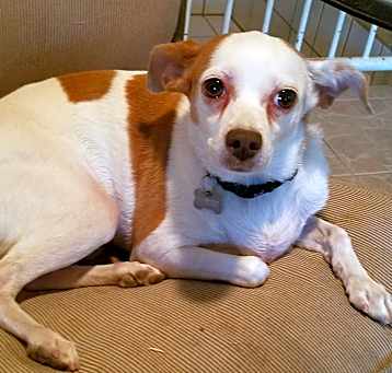 Photo of Ginger