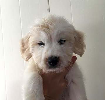 Photo of Bailey