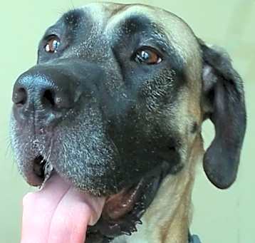 Photo of Guinness