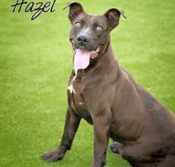 Photo of Hazel