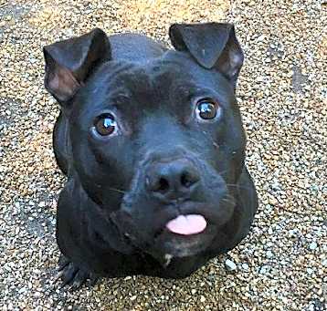 Photo of Jax
