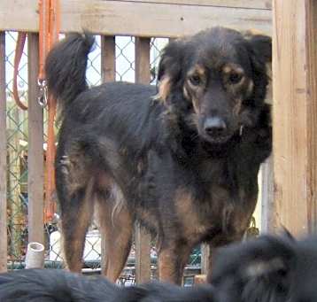 Photo of Ash