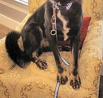 Photo of Brody