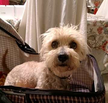 Photo of Sparky