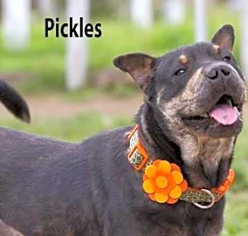 Photo of Pickles