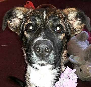 Photo of Dolly
