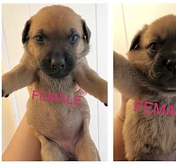 Photo of Lab/GSD Mix Girls