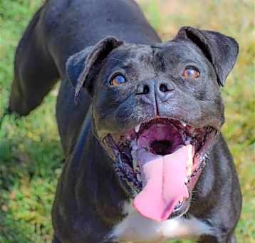 Photo of Kali