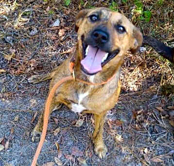 Photo of Dixie