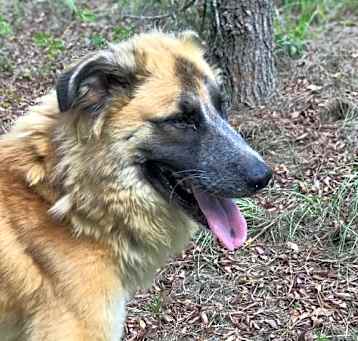 Photo of Lovey