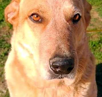 Photo of Brody