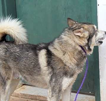 Photo of Balto