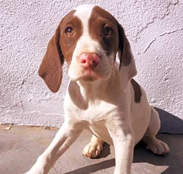 Photo of Gracie