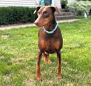Photo of Reina - Forever Foster