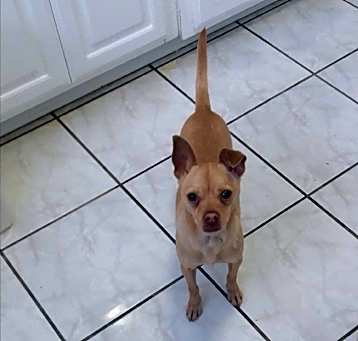 Photo of Brownie