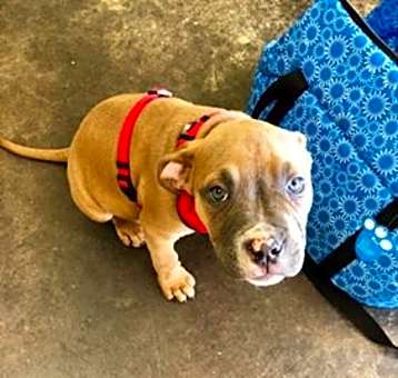 Photo of Tank