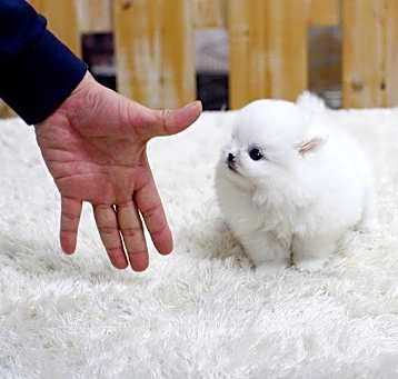 Photo of pomeranian