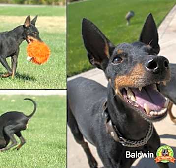 Photo of Baldwin