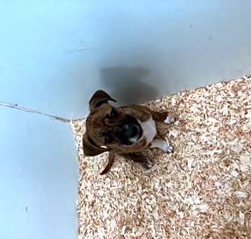 Photo of Yippy