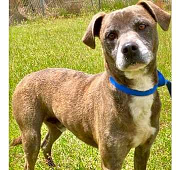 Photo of Pierce-URGENT
