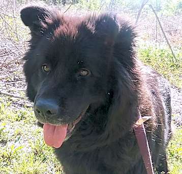 Photo of Lady