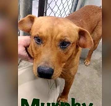 Photo of Murphy-URGENT