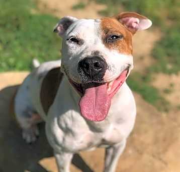 Photo of Moxie