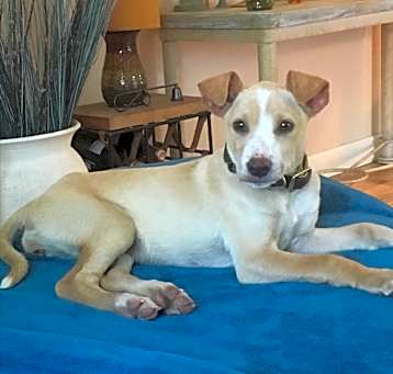 Photo of Tink