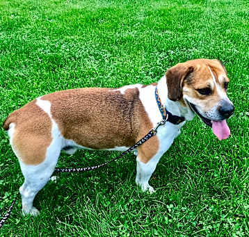Photo of Fergus