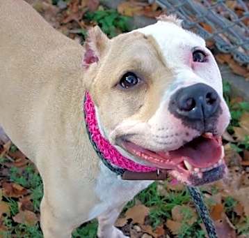 Photo of daisy