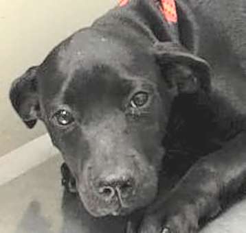 Photo of Glinda-ADOPTED