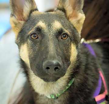Photo of Shadow