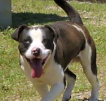 Photo of Rufus-URGENT