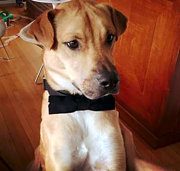 Photo of Arlo