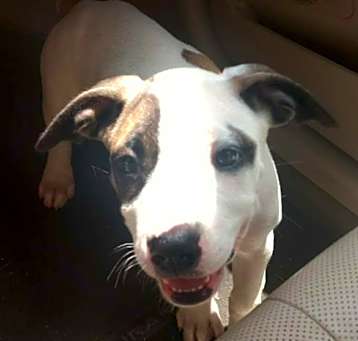 Photo of Gypsy