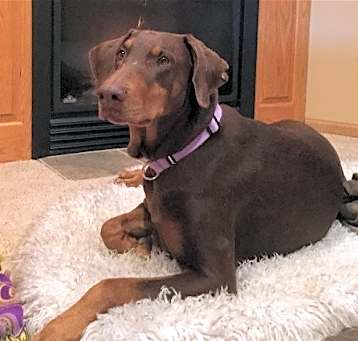 Photo of Sunny - Forever Foster