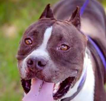Photo of Tank