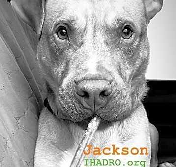 Photo of Jackson