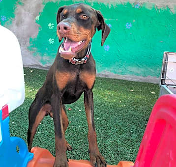 Photo of Jasper