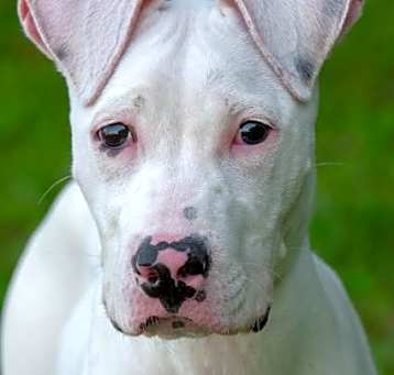 Photo of Banjo
