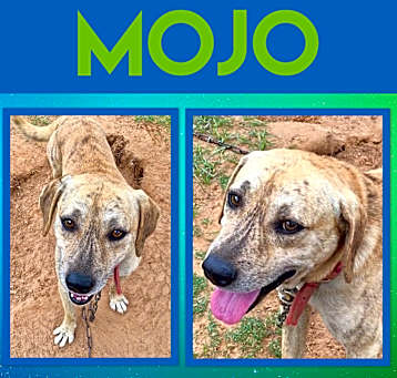Photo of MoJo