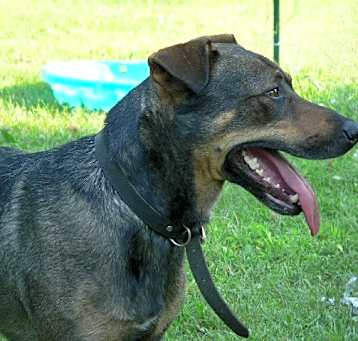 Photo of RUFUS