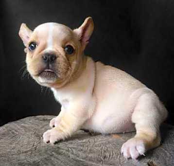 Photo of marlo