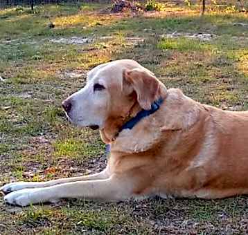 Photo of Ollie