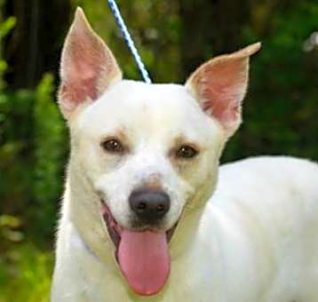 Photo of Chato