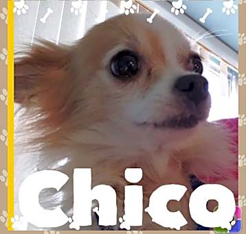 Photo of Chico